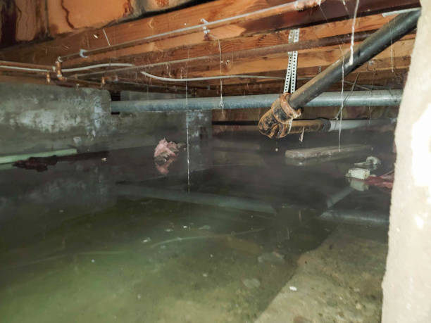 Best Carpet water damage restoration  in Vineyard Haven, MA
